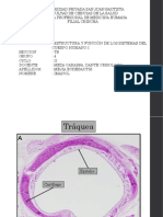 Histología. Imanol Echebautis PDF