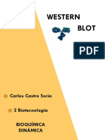 Técnica Western Blot PDF