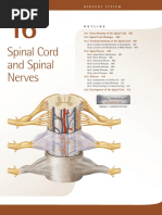 Spinal Cord and Spinal Nerves PDF