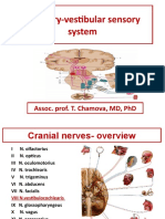 Vestibulocochlear Nerve (VIII)