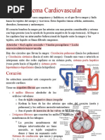 Sistema Cardiovascular