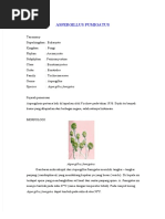 (PDF) Aspergillus Fumigatus