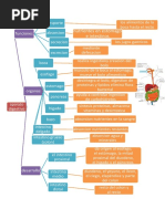 Mapa Conceptual Sistema Digestivo