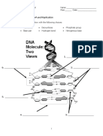 Unit 12 - DNA Worksheet - Structure of DNA and Replication