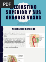 Mediastino Superior y Sus Grandes Vasos