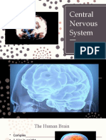 Central Nervous System: The Brain