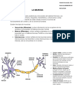 La Neurona