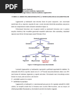 Curs 06. Regenerarea Tendoanelor I PDF