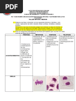 Taller Mitosis y Meiosis