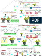 Esquemas Obtencion de Plantas Transgenicas