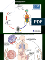 Ancylostoma Duodenales Expo
