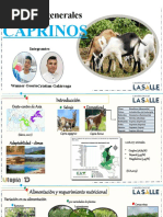 Caprinos