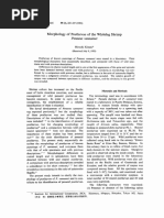 Morphology of Postlarvae of The Whiteleg Shrimp Penaeus Vannamei