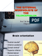 The External Morpholgye of THE