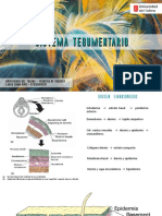 Sistema Tegumentario