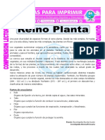 Ficha Reino Planta para Quinto de Primaria