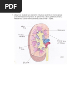 Anatomia Renal-2