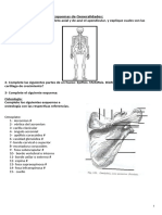 Hueso de Miembros Superiores