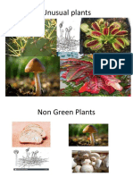 Cl-4, PPT. Unusual Plants