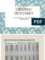 Órgano Dentario 2da Clase