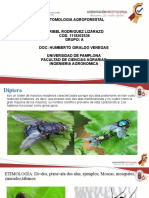 Entomologia Ordenes Subordenes. Yuribel