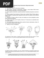 Sapindaceae PDF