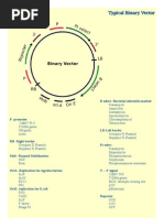 Binary Vector