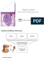 Sistema Linfático