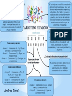 Mapa Conceptual Cariotipo Humano