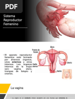 Sistema Reproductor Femenino