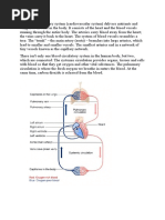 The Blood Circulatory System