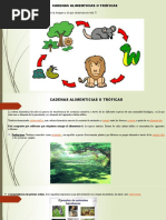 Diapositivas Cadenas Tróficas o Alimenticias