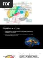 Bases Neurofisiologicas Del Lenguaje