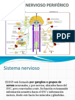 Sistema Nervioso Periférico PDF