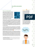 ADN y Síntesis de Proteínas