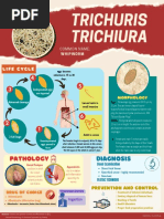 Trichuris Trichiura