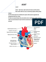 Heart U5 Alevel Bio