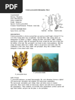 Undaria Pinnatifida Information Sheet: Japan, Korea, and China