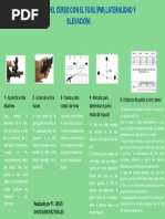 Paso A Paso Del Cereo Con El Fusil (Pmi, Lateralidad y Elevación)