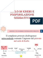 LEZIONE 8 Ciclo Di Krebs e Fosforilazione Ossidativa