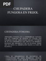 Chupadera Fungosa en Frejol