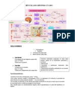 Eje Hipotálamo-Hipófisis-Ovario: o Fase Folicular