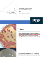 Práctica 6 - Morfología Colonial PDF