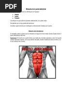 Músculos Abdominales