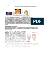 Clase 07 - Sistema Cardiovascular Embriología