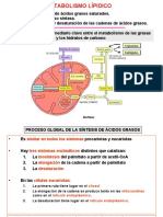 Metabolismo Lipidico