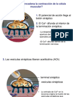 La Contracción Múscular