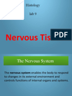 Lab 9 Nervous Tissue