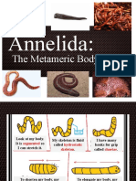 Annelida:: The Metameric Body Form