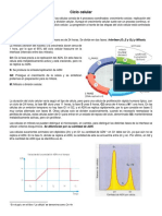 Ciclo Celular PDF